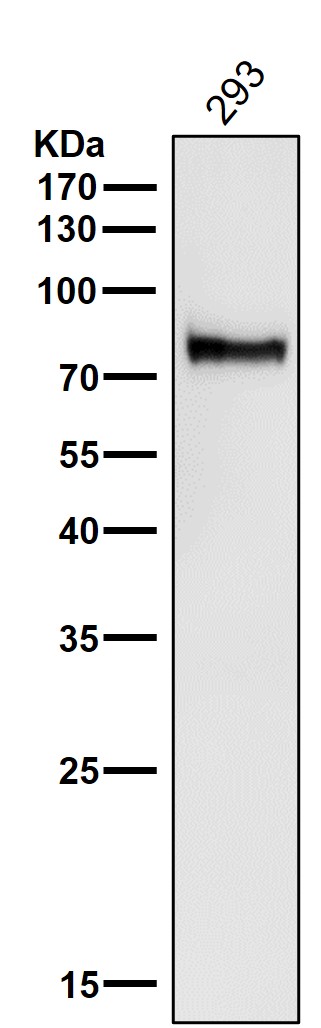 WB - Anti-ATG7/Apg7 Rabbit Monoclonal Antibody ABO13409